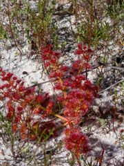 Drosera stolonifera