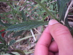 Verbena intermedia