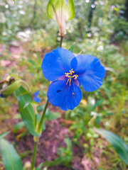 Commelina tuberosa
