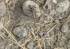 Erpetogomphus compositus
