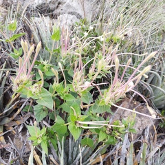 Mirabilis longiflora