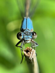 Argia apicalis