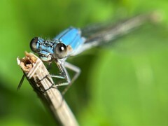 Argia apicalis