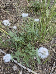 Monardella odoratissima