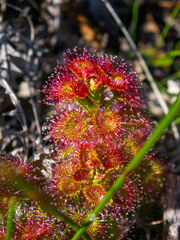 Drosera stolonifera