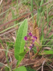 Tadehagi triquetrum