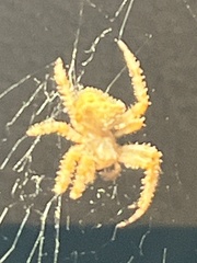 Araneus gemmoides
