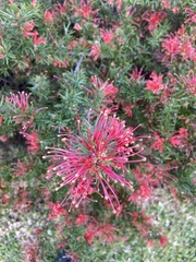 Grevillea juniperina