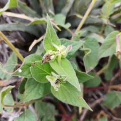 Mirabilis longiflora