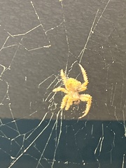 Araneus gemmoides
