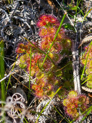 Drosera stolonifera