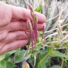 Mirabilis longiflora