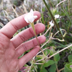 Mirabilis longiflora