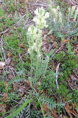 Oxytropis