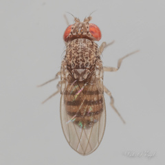 Drosophila repleta