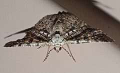 Aeolochroma subrubescens