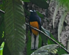 Trogon chionurus