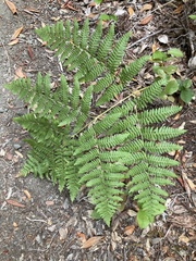 Pteridium aquilinum pubescens