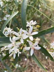Philotheca myoporoides