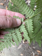 Pteridium aquilinum pubescens
