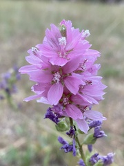 Sidalcea