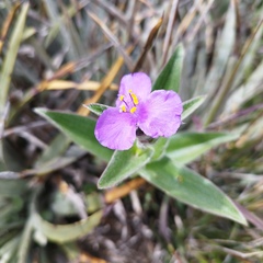 Tradescantia crassifolia