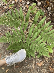 Pteridium aquilinum pubescens
