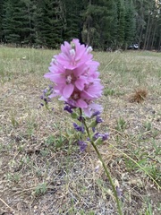 Sidalcea