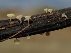 Hymenoscyphus calyculus