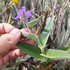 Tradescantia crassifolia