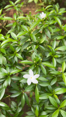 Tabernaemontana divaricata