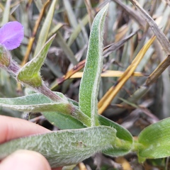 Tradescantia crassifolia