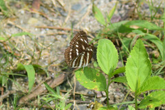 Neptis