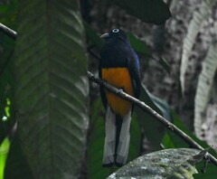 Trogon chionurus