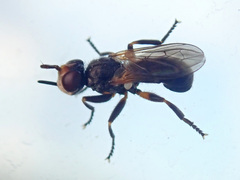 Thecophora