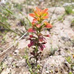 Castilleja glandulosa