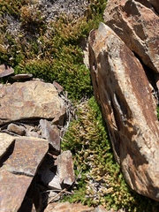 Selaginella watsonii