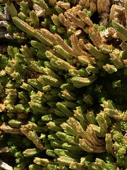 Selaginella watsonii
