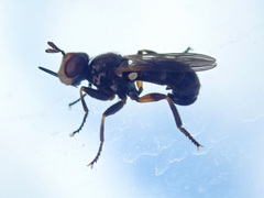 Thecophora