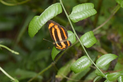 Pantoporia