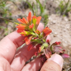 Castilleja glandulosa