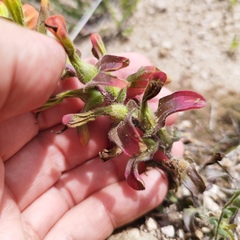 Castilleja glandulosa
