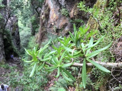 Sedum frutescens