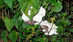 Agrius cingulata