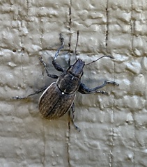 Naupactus