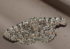 Aeolochroma subrubescens