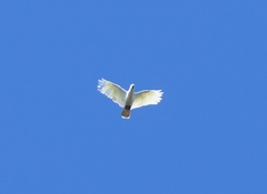 Cacatua galerita galerita