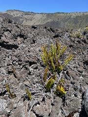 Polypodium pellucidum vulcanicum