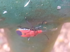 Dindymus sanguineus