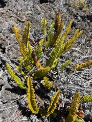 Polypodium pellucidum vulcanicum